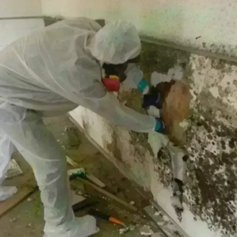 Mold Remediation and Removal in Rappahannock County, VA